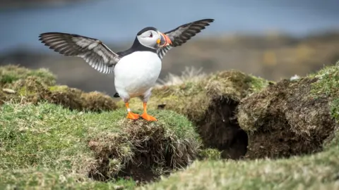 Getty Images Puffin