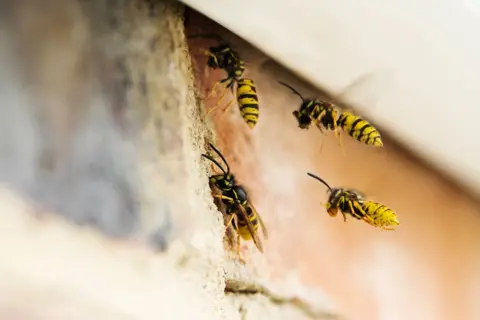 Getty Images Four wasps fly into a space under a roof.