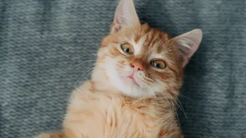 A light coloured ginger kitten lays on a blue blanket and looks up at the camera eyes wide seemingly on the edge of playing 