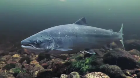 A CGI image of a salmon swimming through the water. The fish's scales are a mixture of pale grey and blue colours. It has a singular dorsal fin and adipose fin on its back, two pectoral fins, and a tail. The water is a dark blue, turning black in the distant background and on the waterbed are a number of different sized and shaped brown rocks, with some greenery floating between the rocks.