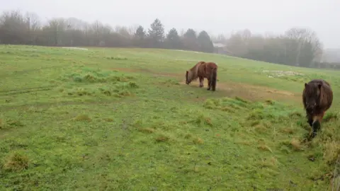 LDRS It is a grey, misty day. Two brown ponies, one with a long blonde mane and one with a brown mane are eating grass in a large green grassy field. There are trees in the background lining the field.