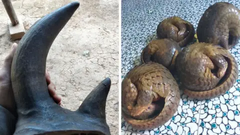 Two rhino horns are held up to the camera, with the caption on the Facebook post reading "does anyone want to buy a header" and listing a phone number. In the second image 5 pangolins are curled up on the floor.