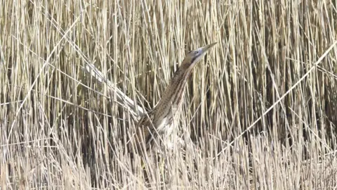 Harry Tucket/Natural England A light-coloured bittern bird with a thin pointy face and beak blending in to a reedbed. 