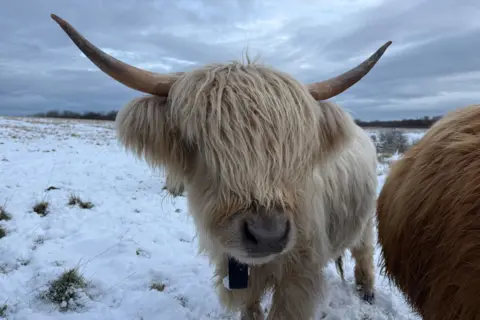 Northumberland Wildlife Trust Closed up of a Highland cow. Its head of shaggy blonde fur, with a fringe concealing its eyes, is crowned by a pair of curved horns. The background is a snowy field under a cloudy sky.