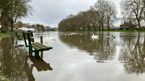 A park is flooded. Benches are in the water and multiple ducks and swans are on it. In the background are trees. The sky is grey