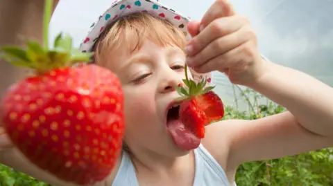 Getty Images girl wearing hat, eating strawberries in field