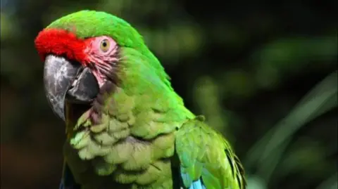 A large green parrot perched in green surroundings. The parrot has a red patch above its beak and has bright green feathers all over