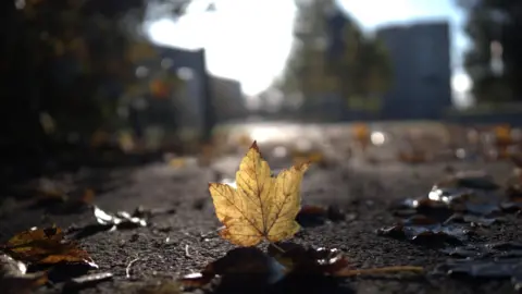 Liam the Lizard A fallen autumnal tree leaf is backlit by the sunshine exposing it's veined structure. The leaf sits on the ground caught in sharp focus whilst the urban landscape behind it is blurred.