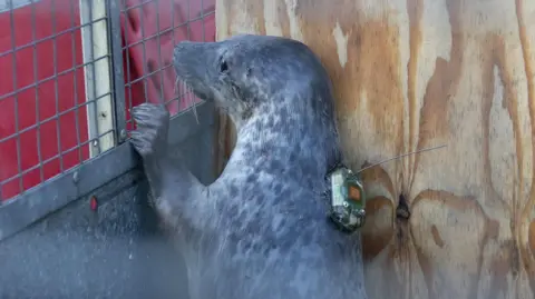 Cornish Seal Sanctuary A seal pup waiting to be released. It is stood holding on to a metal fence with a tracker mounted to its back.