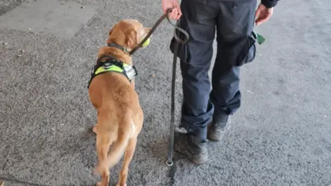 A light-coloured dog on a lead beside its handler. The picture only shows the handler's legs and hands but the dog is shown in full.