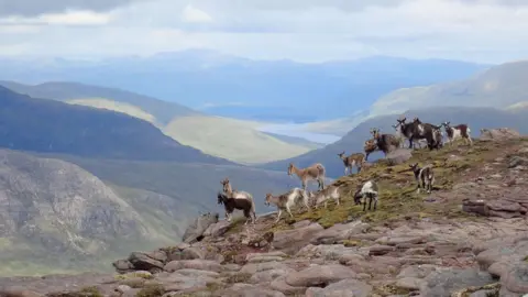 Robert Davidson A group of wild goats, all with varied colours of fur - some brown, black and white, gathered together on the top of a mountain.