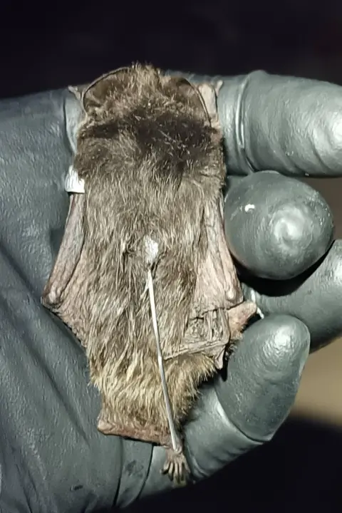 Anika Binet A picture of the palm-sized bat in a hand. The picture is taken from above, showing the silver tracking device on its back. 