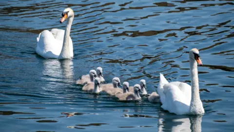 Two swans with eight cygnets between them on a river.