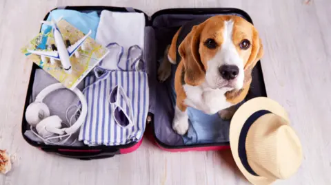 A beagle sits in one side of an open suitcase. A panama hat lies on the floor. In the other side of the suitcase are headphones, a mini plane, and various clothes. 