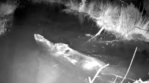 Trail cam footage of two beavers swimming.