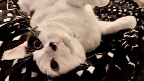 Cats Protection Nibbles lying on a blanket