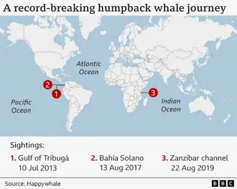 World map with title "A record-breaking humpback whale journey" showing the three sighting locations: Gulf of Tribugá, northern Colombian Pacific, on 10 July 2013; Bahía Solano, roughly 78 km from the first sighting location, on 13 August 2017, and Zanzibar channel, off Fumba, on 22 Aug 2019.