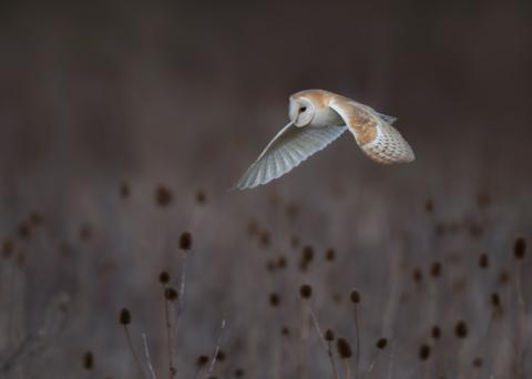 barn owl flying over field