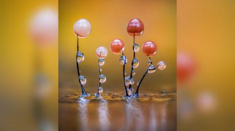 Unveiling the Hidden World of Slime Mould Through Photography