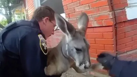 An officer holds a kangaroo in an alley. 