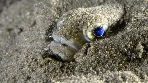 A small weever fish with a bulbous head, blue eyes and white mouth is partially buried in golden sand.