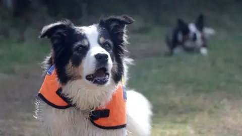 Two mountain rescue border collies, Rona in the foreground and Freya in the background out of focus