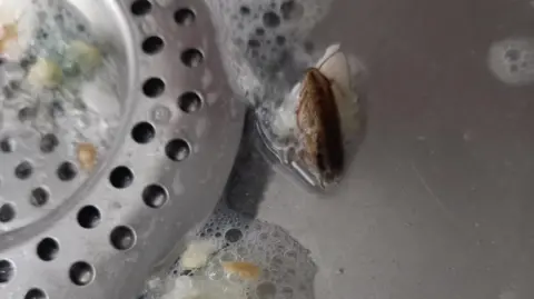 Wet cockroach in soapy, dirty sink, next to food clogged plug.
