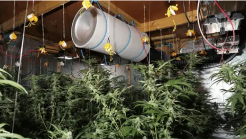 Dyfed-Powys Police Cannabis and equipment