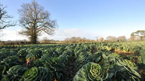 BBC A field of brussel sprouts with a large tree without leaves in the top left and blue skies