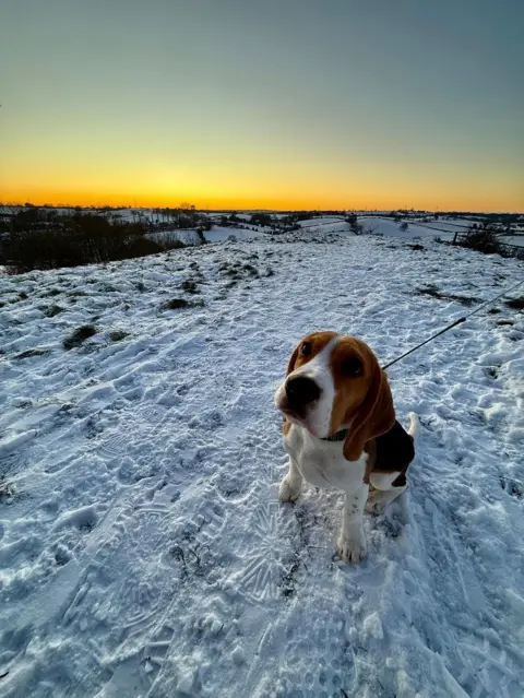 BBC Weather Watchers/ZiggyZooms A dog with a brown head and white muzzle looks up towards the camera with its leash going off to the sides. It stands on a snowy path with the sun rising in the distance.