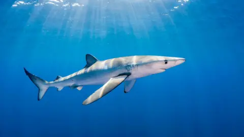 A blue shark swimming in the sea as sun rays filter through the water. 