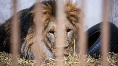 The Big Cat Sanctuary Rori, an African lion, who has been rescued from the Russian-Ukrainian war.