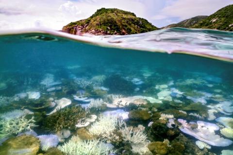 coral reef underwater bleaching