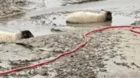 Furness Coastguard Two sheep, with white bodies and black heads, stuck in mud up to their heads. A red rescue rope runs by them. 