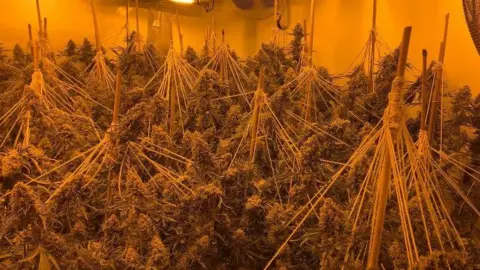 South Yorkshire Police Cannabis plants being grown in a Rotherham property