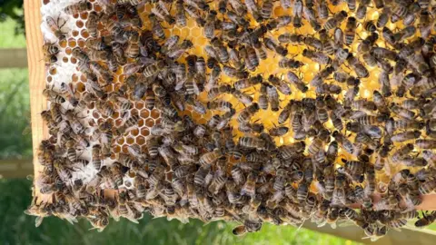Bees swarmed on a super with wax on it.