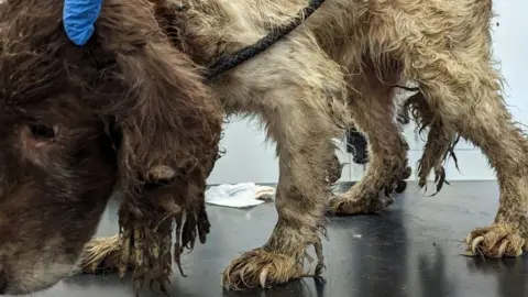 RSPCA A spaniel with dirty matted fur on its legs, ears and underside. It's nails are also severely overgrown