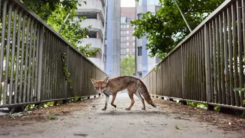 Simon Withyman A fox in the middle of the image, standing on a walkway with two high-rise flats tower blocks in the background and greenery over the top of the railings either side of it.