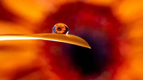 An orange gerbera flower photographed through a droplet of water