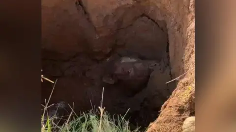 Carlisle East Fire Station Cinnamon the bullock at the bottom of the sinkhole