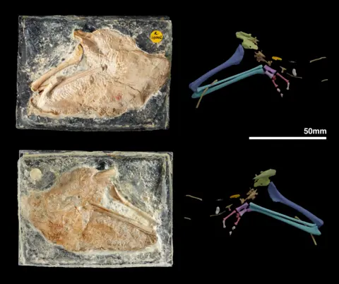 Bodenham et al., 2026 Two rectangular blocks containing a holotype fossil of the crocodylomorph. 