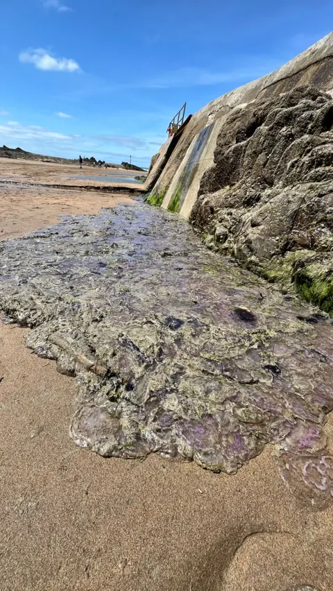 A pile of dead jellyfish which washed up at a sea pool in Cornwall