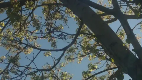 Green and pink buds on a shaded tree seen overhead against a blue sky.