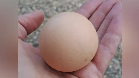 The spherical egg rests in the palm of a person. 