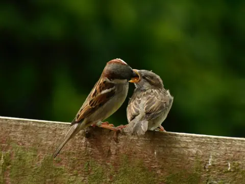 Sue King A sparrow feeds a baby sparrow, both are sitting on wooden fence