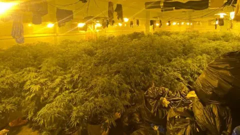 Warwickshire Police cannabis