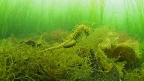 A stock image of a seahorse