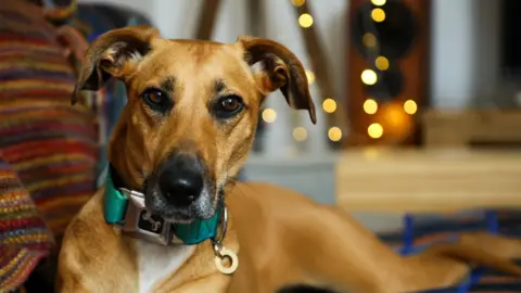 RSPCA Sarah the Lurcher wears a green collar and is lying on a stripy throw. In the background there are some fairy lights. She has golden coloured hair and brown eyes. 