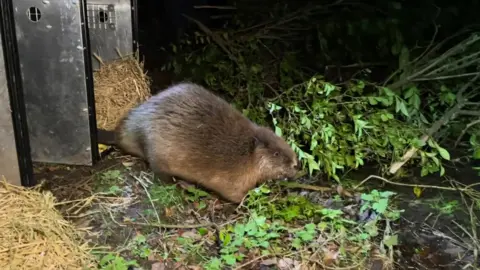 Wilson the beaver leaving his metal box into the open area 