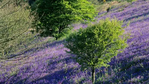 National Trust A hill slopes sharply to the left. Bluebells have turned the ground purple. A few small trees can also be seen on the hill. 